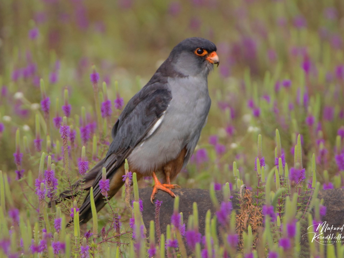 Bird Photograpgy : Amur Falcon